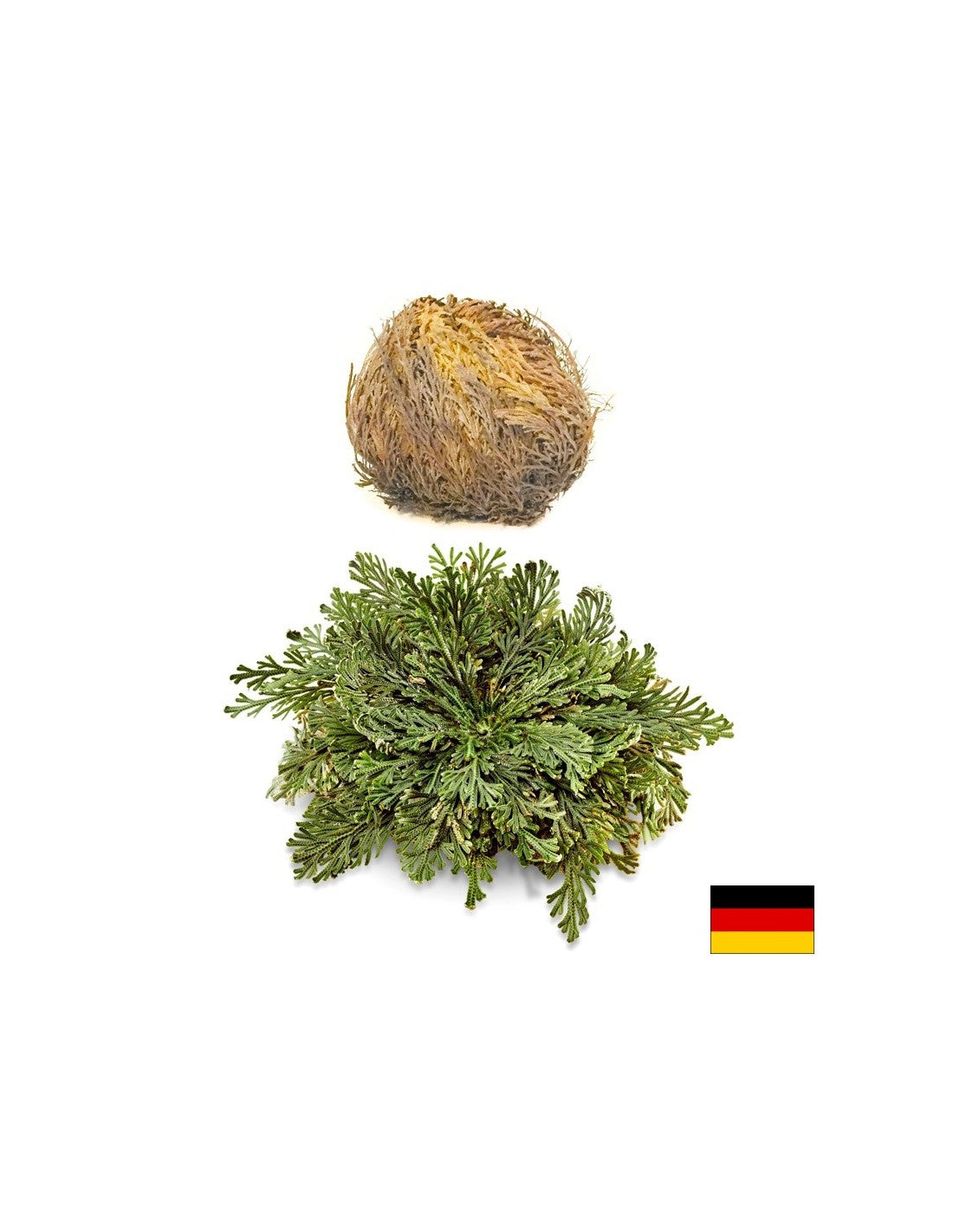 Trandafir din Ierihon, 1 buc x 100 g