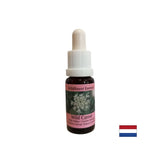 Calmează mintea - Esență de morcov sălbatic, picături 15 ml